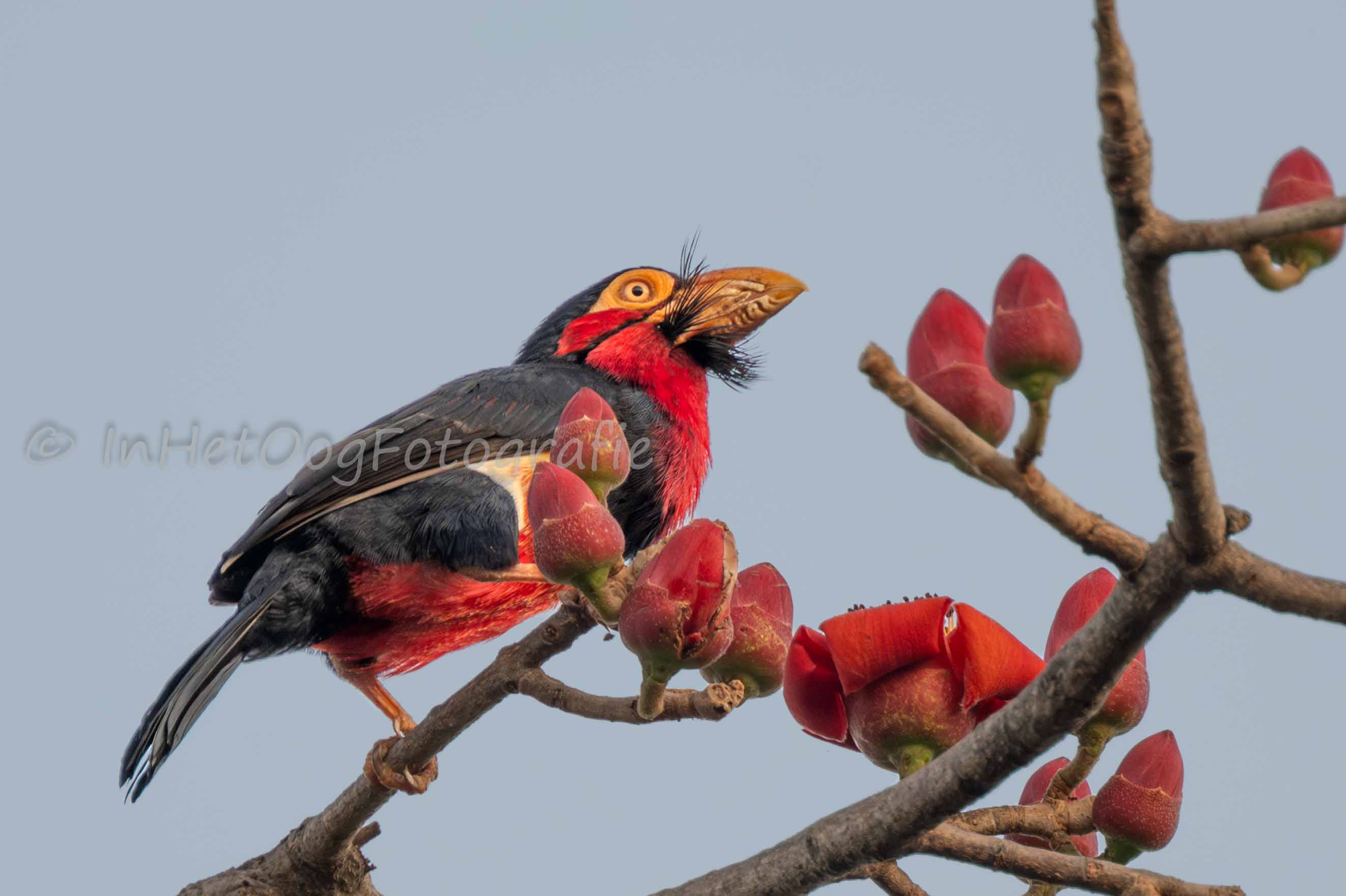 barbet